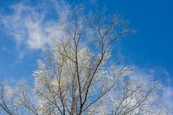 Frozen Birch Branches Winter — Stock Photo, Image