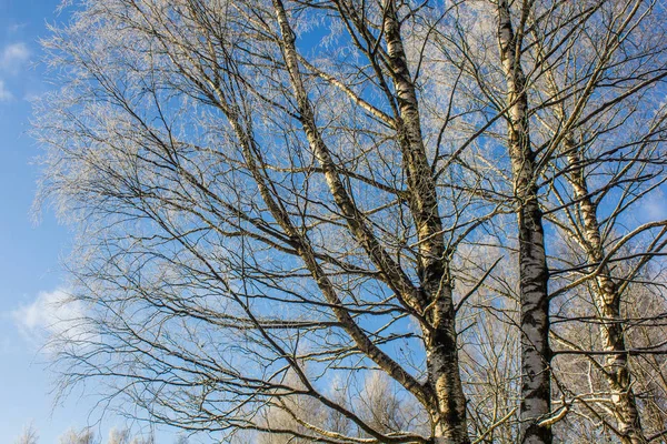 冬の白樺の枝を凍結 — ストック写真
