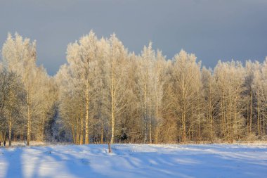 Kış soğuk güneşli landscapegatchina mahalle kış park 2018