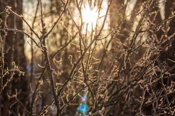 Trockenes Gras Winter Mit Schnee Bei Sonnenuntergang — Stockfoto