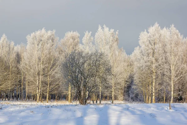 Inverno Gelido Paesaggio Soleggiato Gatchina Quartiere Inverno Parco 2018 — Foto Stock