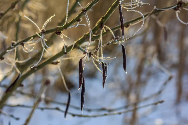 Hierba Seca Invierno Con Nieve Atardecer — Foto de Stock