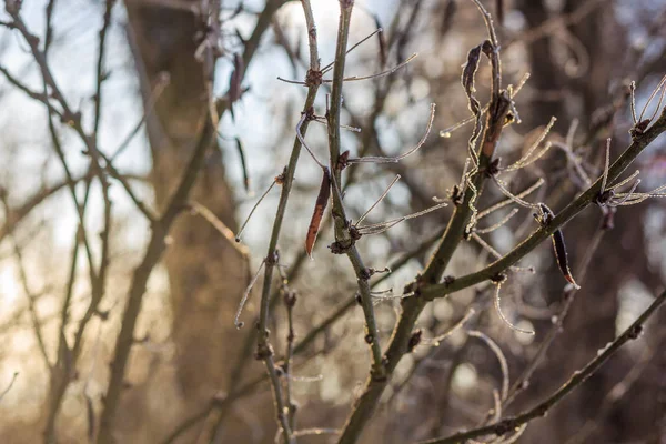 Trockenes Gras Winter Mit Schnee Bei Sonnenuntergang — Stockfoto