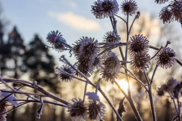 Hierba Seca Invierno Con Nieve Atardecer — Foto de Stock