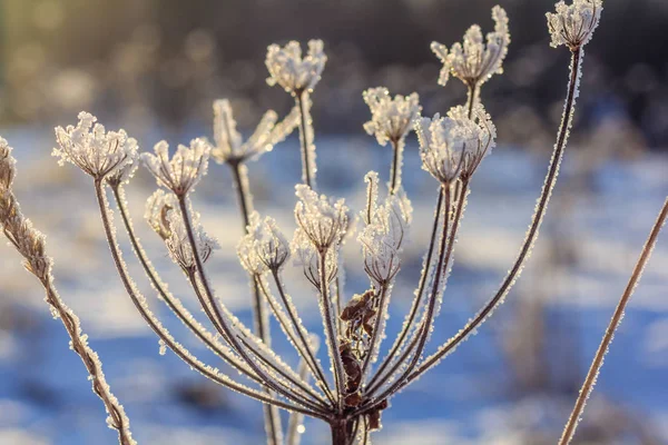 Hierba Seca Invierno Con Nieve Atardecer — Foto de Stock