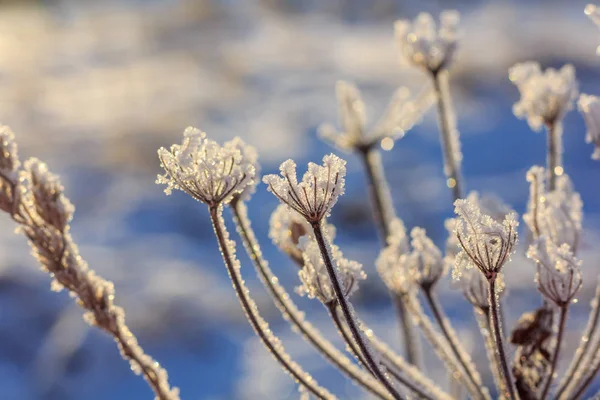 Hierba Seca Invierno Con Nieve Atardecer — Foto de Stock