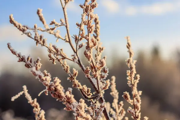 Hierba Seca Invierno Con Nieve Atardecer — Foto de Stock