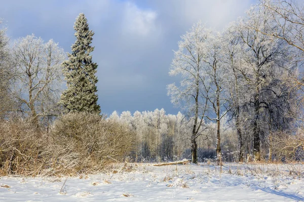Park Zimowy Mroźny Słoneczny Landscapegatchina Okolicy Zima 2018 — Zdjęcie stockowe