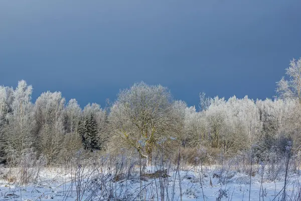 Зимний Морозный Солнечный Ландшафт Гатчина Зимний Парк 2018 — стоковое фото