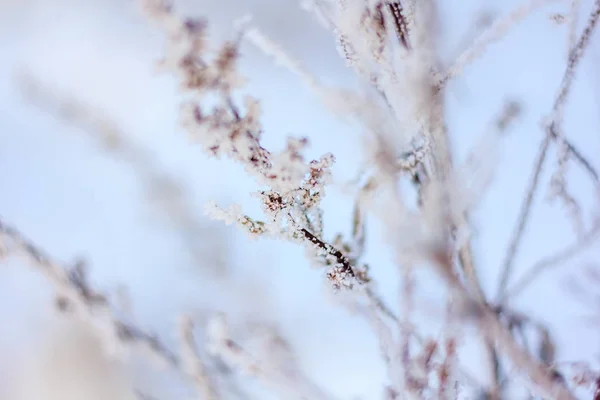 Hierba Seca Invierno Con Nieve Atardecer — Foto de Stock