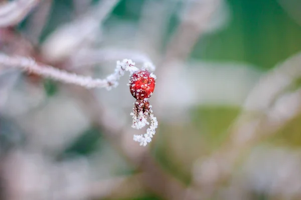 Dry Grass Winter Snow Sunset — Stock Photo, Image