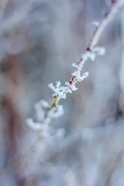 Hierba Seca Invierno Con Nieve Atardecer —  Fotos de Stock