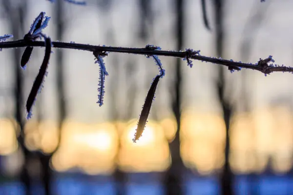 Hierba Seca Invierno Con Nieve Atardecer — Foto de Stock