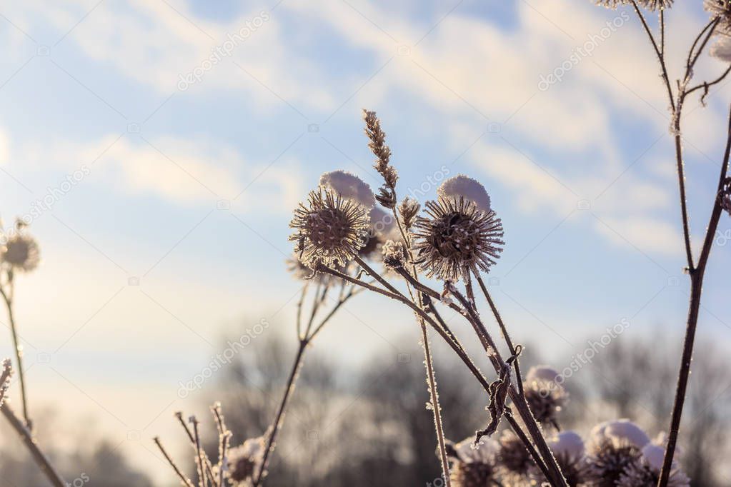 Трава Зимой Фото