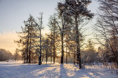 Frost ve güneş Park