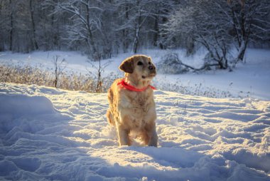 Bir kış yürüyüş için ışık köpek av köpeği