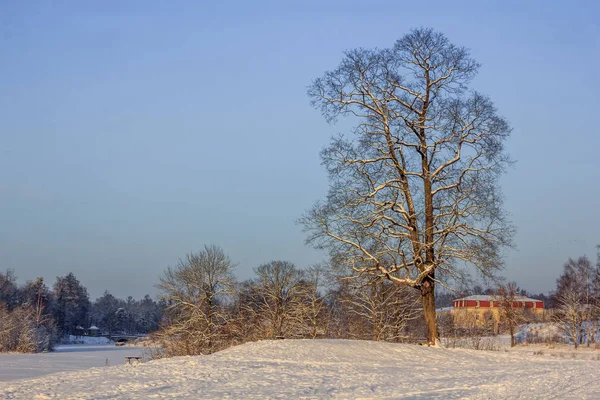 霜と公園で太陽 — ストック写真