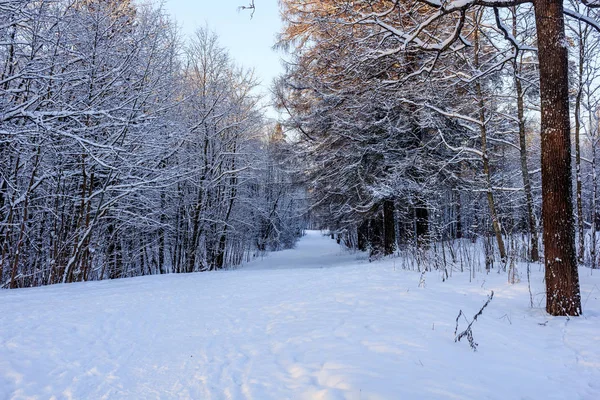 Frost Und Sonne Park — Stockfoto