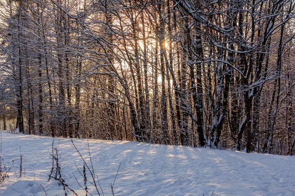 Frost Und Sonne Park — Stockfoto