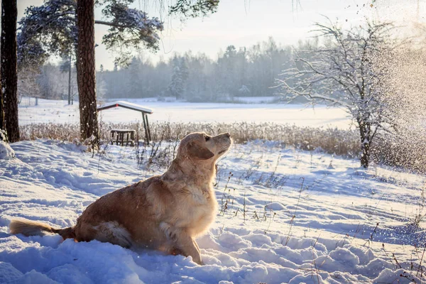 Lehká Pes Retrívr Procházku Zimě — Stock fotografie