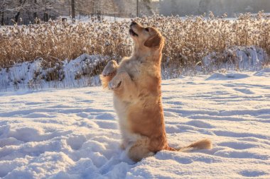 Bir kış yürüyüş için ışık köpek av köpeği