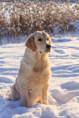 Bir kış yürüyüş için ışık köpek av köpeği