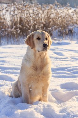 Bir kış yürüyüş için ışık köpek av köpeği