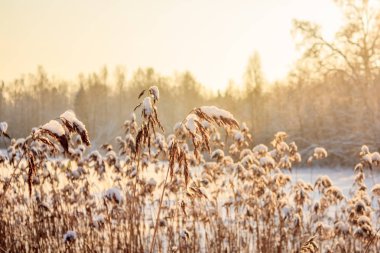 Gün batımında kar ile kışın kuru ot