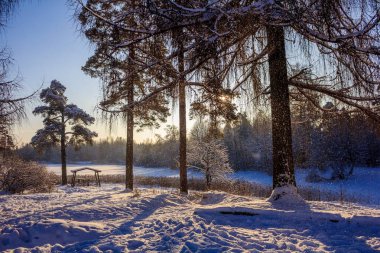 Frost ve park güneşli gün güneşte Park Gatchina, Rusya Federasyonu