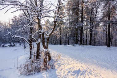 Frost ve güneş Park