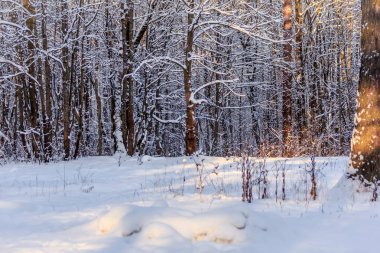 Frost ve park güneşli gün güneşte Park Gatchina, Rusya Federasyonu