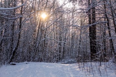 Frost ve park güneşli gün güneşte Park Gatchina, Rusya Federasyonu