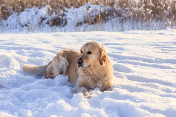 Lichte Hond Retriever Voor Een Wandeling Winter — Stockfoto