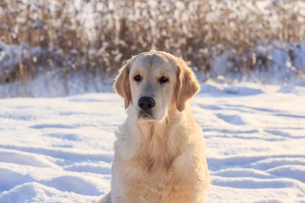 Легкая Собака Ретривер Прогулки Зимой — стоковое фото