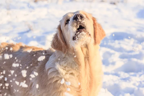Light Dog Retriever Walk Winter — Stock Photo, Image