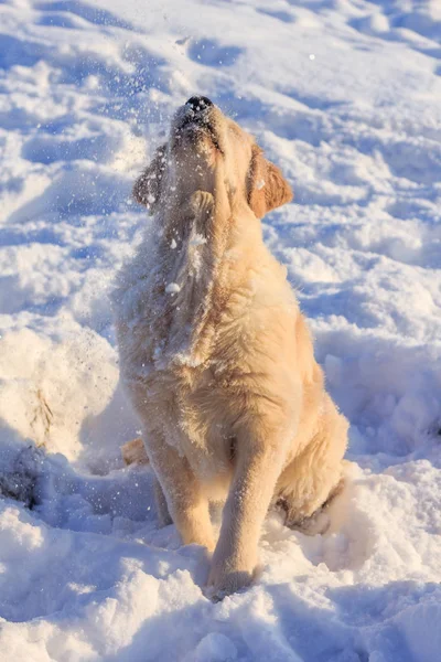 Light Dog Retriever Walk Winter — Stock Photo, Image