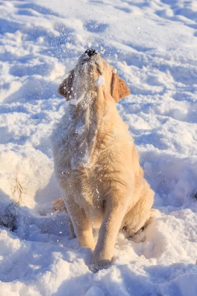 Легкая Собака Ретривер Прогулки Зимой — стоковое фото