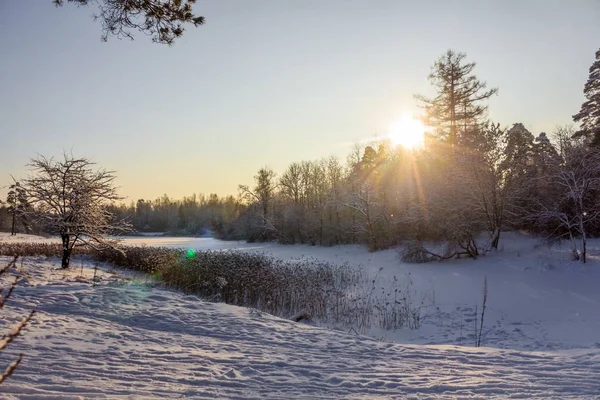 Frost Och Solen Parken — Stockfoto