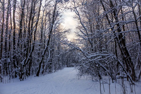 Frost Und Sonne Park Sonniger Tag Gatchina Park Russland — Stockfoto