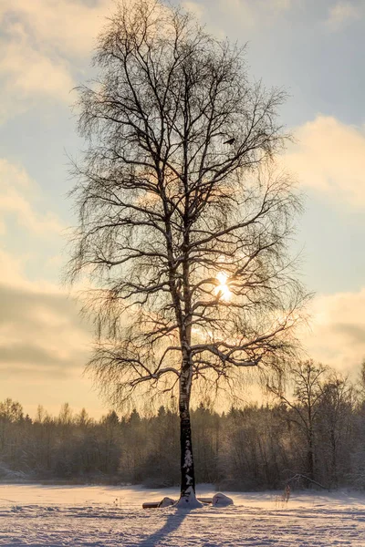 Mróz Słońce Dzień Słoneczny Park Parku Gatchina Federacja Rosyjska — Zdjęcie stockowe