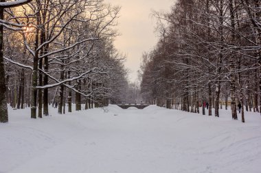 Winter park, karlı naturesnowy doğa parkı Pushkin, Rusya