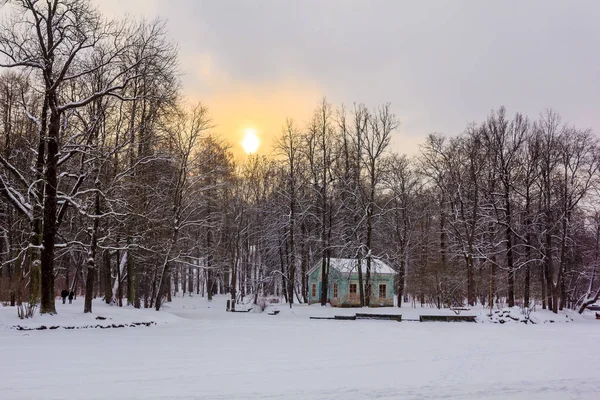 Winter Park Snowy Naturesnowy Nature Pushkin Park Russia — Stock Photo, Image