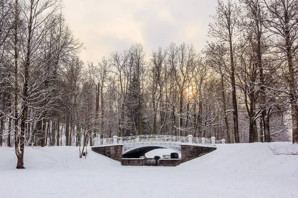 Winter park, karlı naturesnowy doğa parkı Pushkin, Rusya