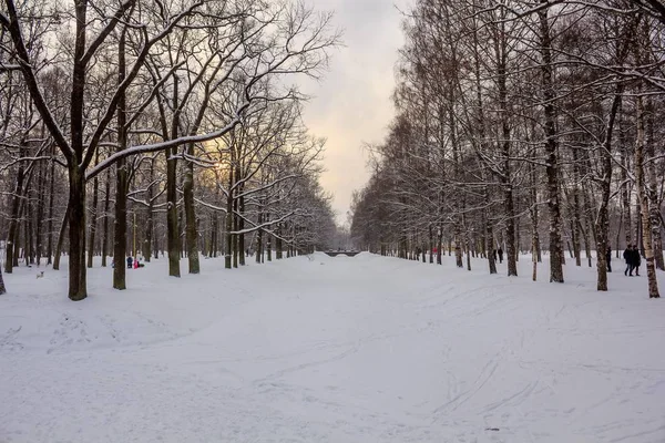 Winter Park Snowy Naturesnowy Nature Pushkin Park Russia — Stock Photo, Image