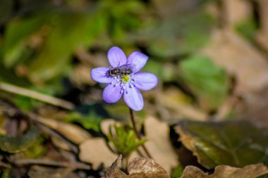 Menekşe kardelen dışarı toprak geldi