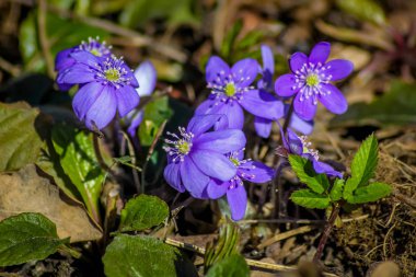 Menekşe kardelen dışarı toprak geldi