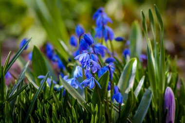 Parlak mavi çiçekler bahar