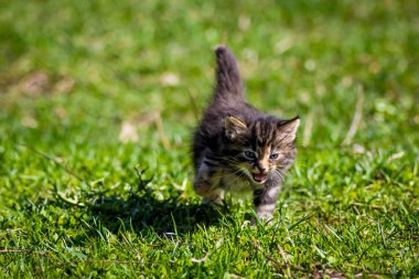 Belgili tanımlık yavru kedi ot çalışır