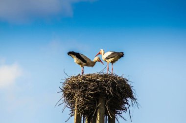 Yuvadaki beyaz leylekler