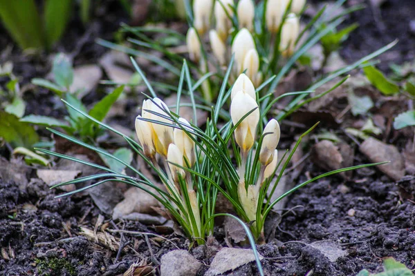 Spring flowers of crocus begin to blossom